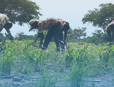 L’utilisation des semences améliorées : une alternative à l’exode rural à Falwel