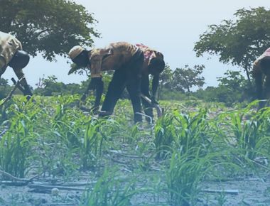 L’utilisation des semences améliorées : une alternative à l’exode rural à Falwel