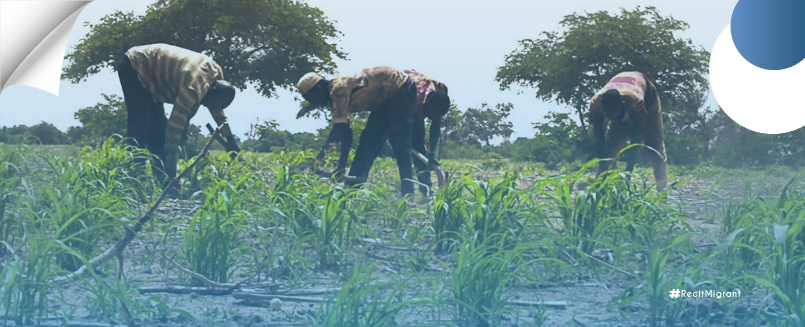 L’utilisation des semences améliorées : une alternative à l’exode rural à Falwel