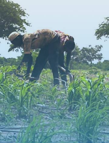 L’utilisation des semences améliorées : une alternative à l’exode rural à Falwel
