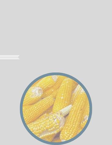 Beninese-style cooked corn conquers Niamey